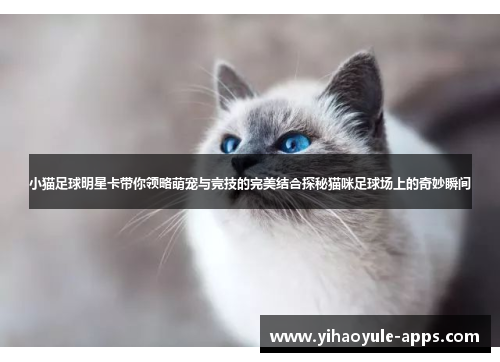 小猫足球明星卡带你领略萌宠与竞技的完美结合探秘猫咪足球场上的奇妙瞬间